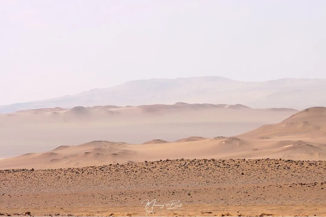 Explore Paracas, Ballestas Islands & Huacachina in 2 Days – Coastal Peru Trip