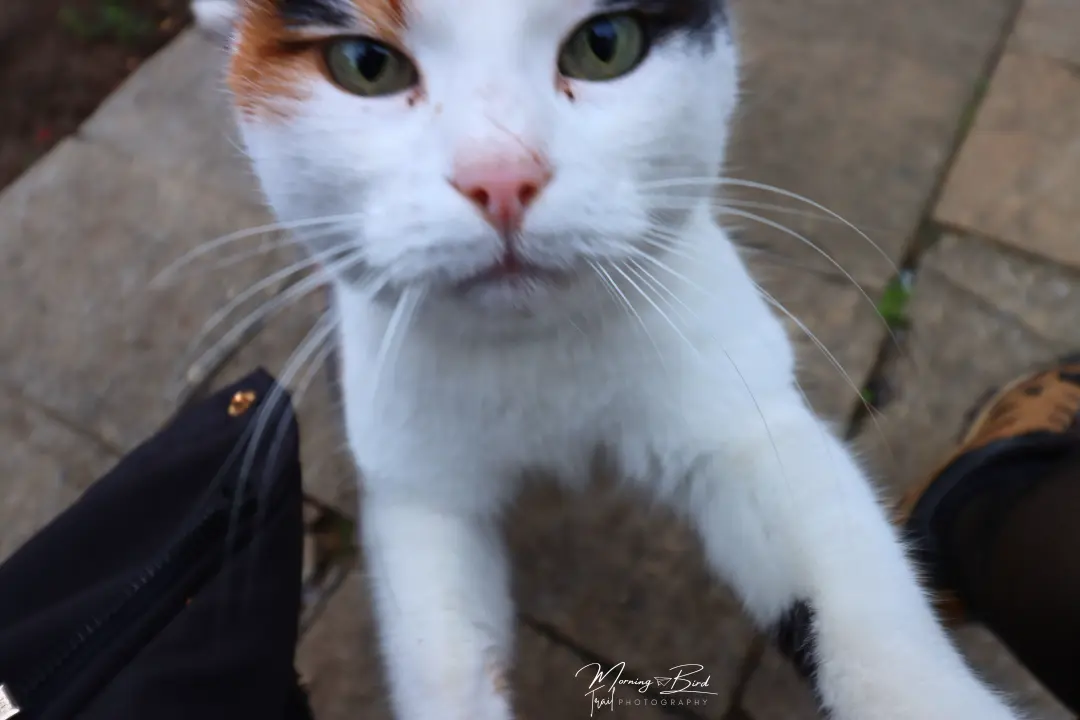 cute white cat with orange and black parts in Veliko Tarnovo